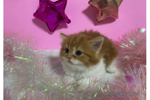 成約済の大阪府のスコティッシュフォールド-68347の2枚目